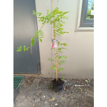 GLICYNIA WISTERIA szczepiona biało - fioletowa - sadzonki 120 / 150 cm